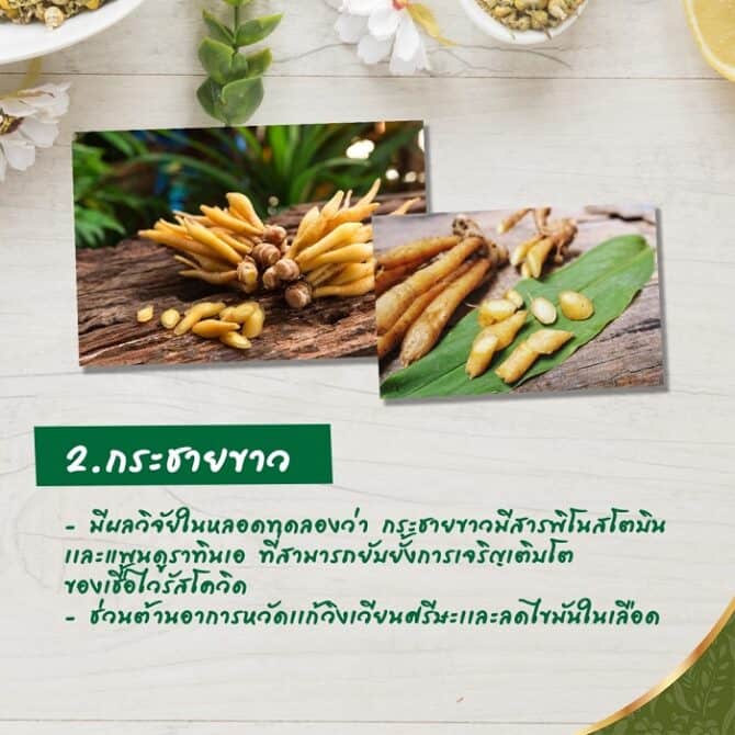 Pasta de Dentes Natural Tailandesa Andrographis Paniculata