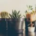 Suculentas e cactos: decoração e como cuidar 15 plant 2592433 960 720