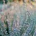 Lavanda na Pele