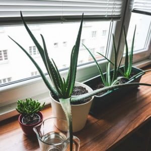 Os Benefícios da Aloe Vera na Cosmética