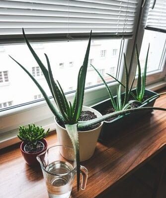Os Benefícios da Aloe Vera na Cosmética