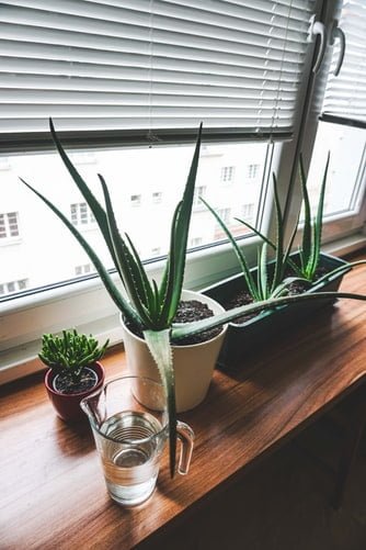 Os Benefícios da Aloe Vera na Cosmética