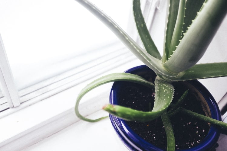 Os Benefícios da Aloe Vera na Cosmética