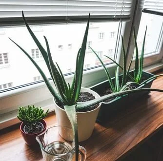 Os Benefícios da Aloe Vera na Cosmética