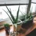 Os Benefícios da Aloe Vera na Cosmética