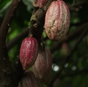Manteiga de Cacau