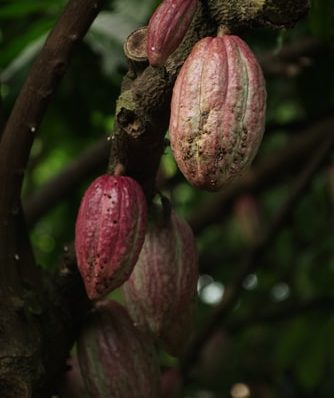 Manteiga de Cacau