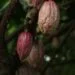 Manteiga de Cacau