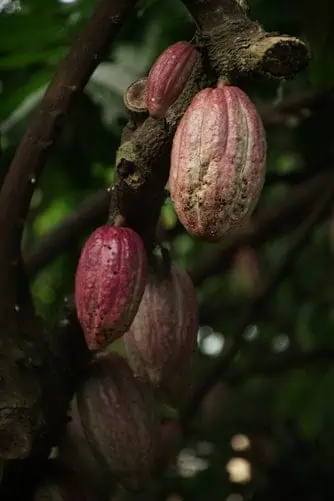 Manteiga de Cacau
