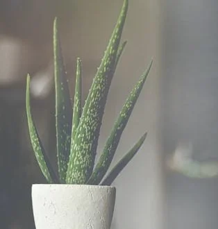 Aloe Vera na Pele
