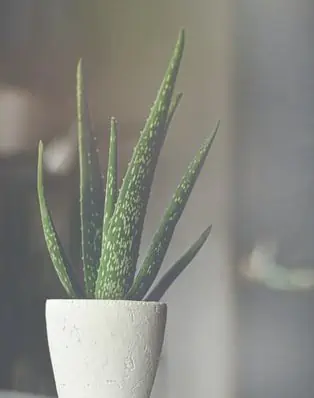 Aloe Vera na Pele