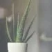 Aloe Vera na Pele