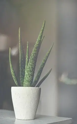 Aloe Vera na Pele