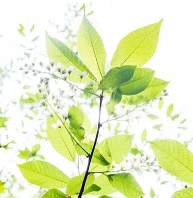 Tea Tree Oil na Beleza