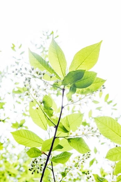 Tea Tree Oil na Beleza