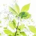 Tea Tree Oil na Beleza