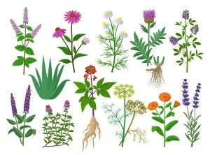 Hidrolato e Águas Florais – 9 Dicas e Benefícios para a Pele