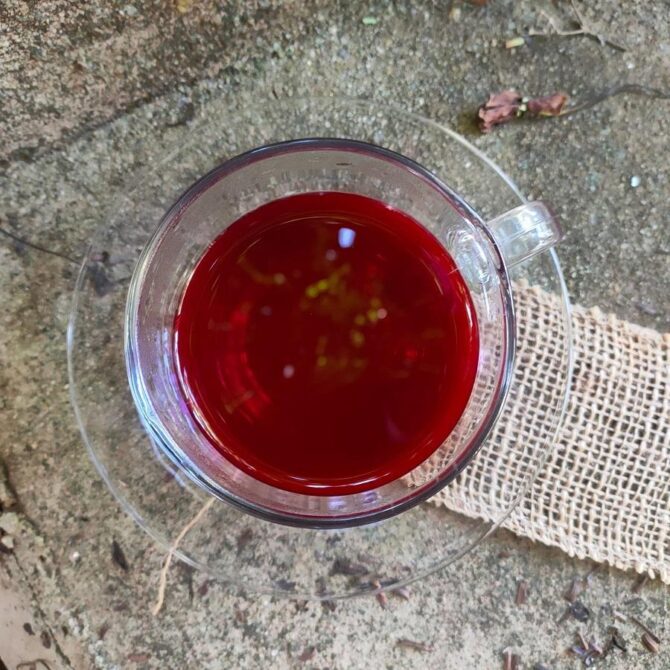 Chá Sangue de Dragão - Benefícios Naturais e Terapêuticos